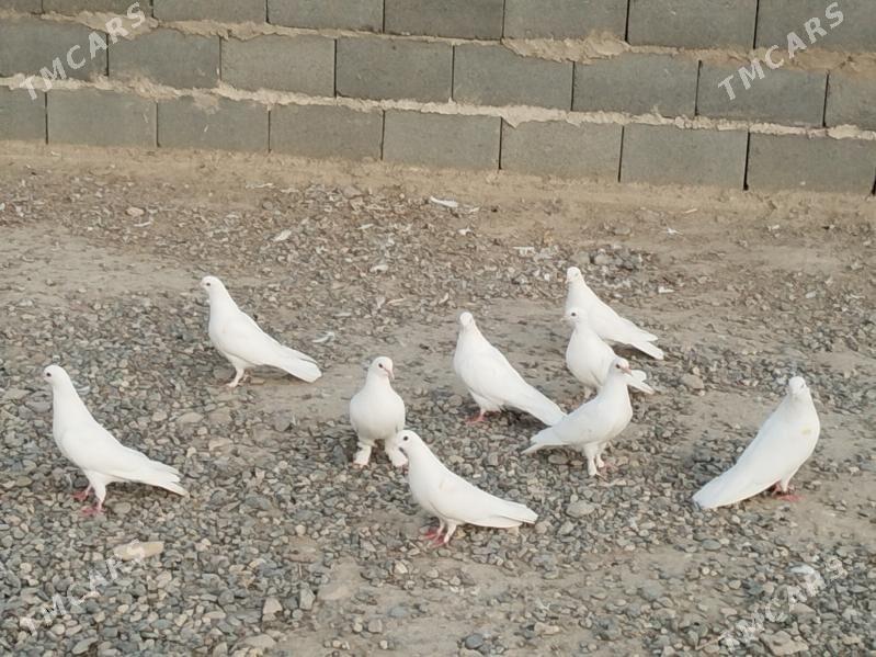 kepderi - Gyzylarbat - img 1