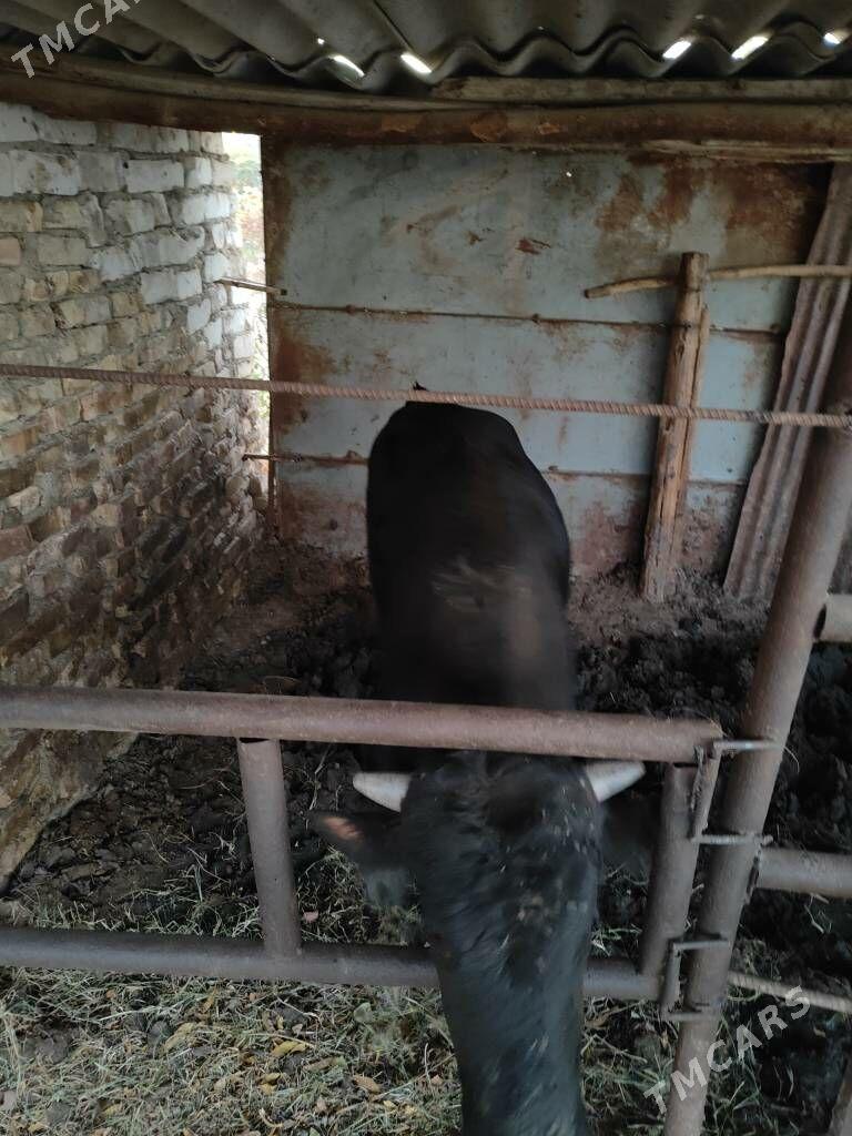 okuzokuz - Aşgabat - img 3