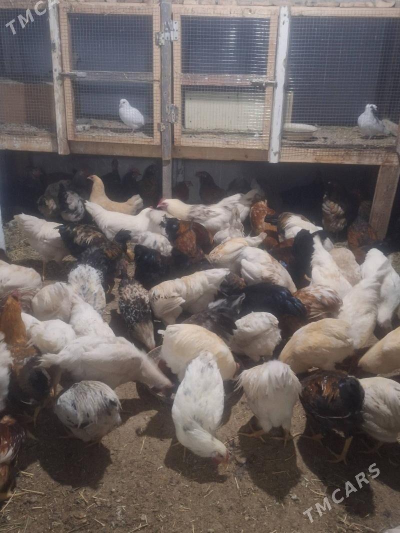 tovuk - Туркменабат - img 2