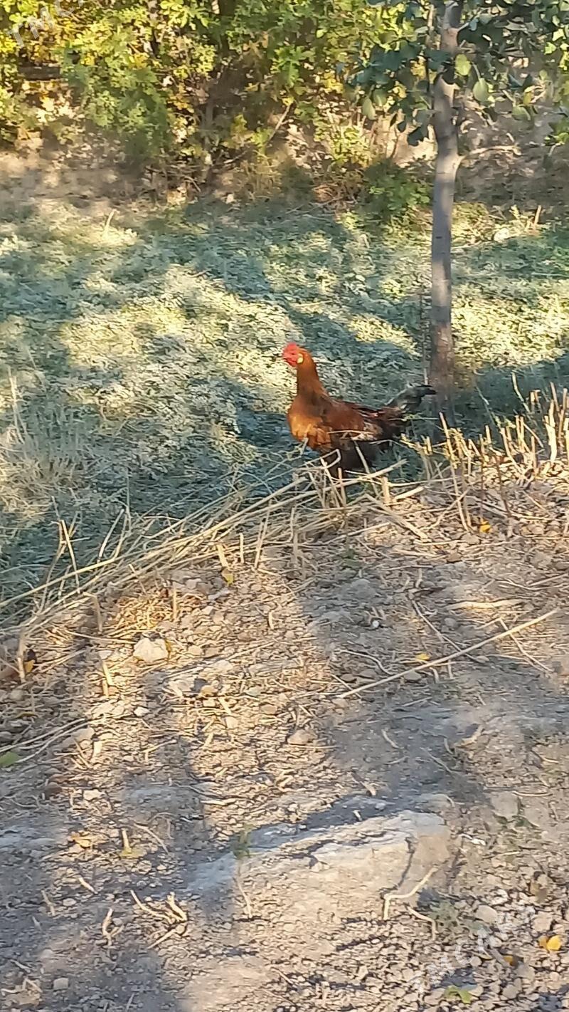 Horazlar - Кака - img 3