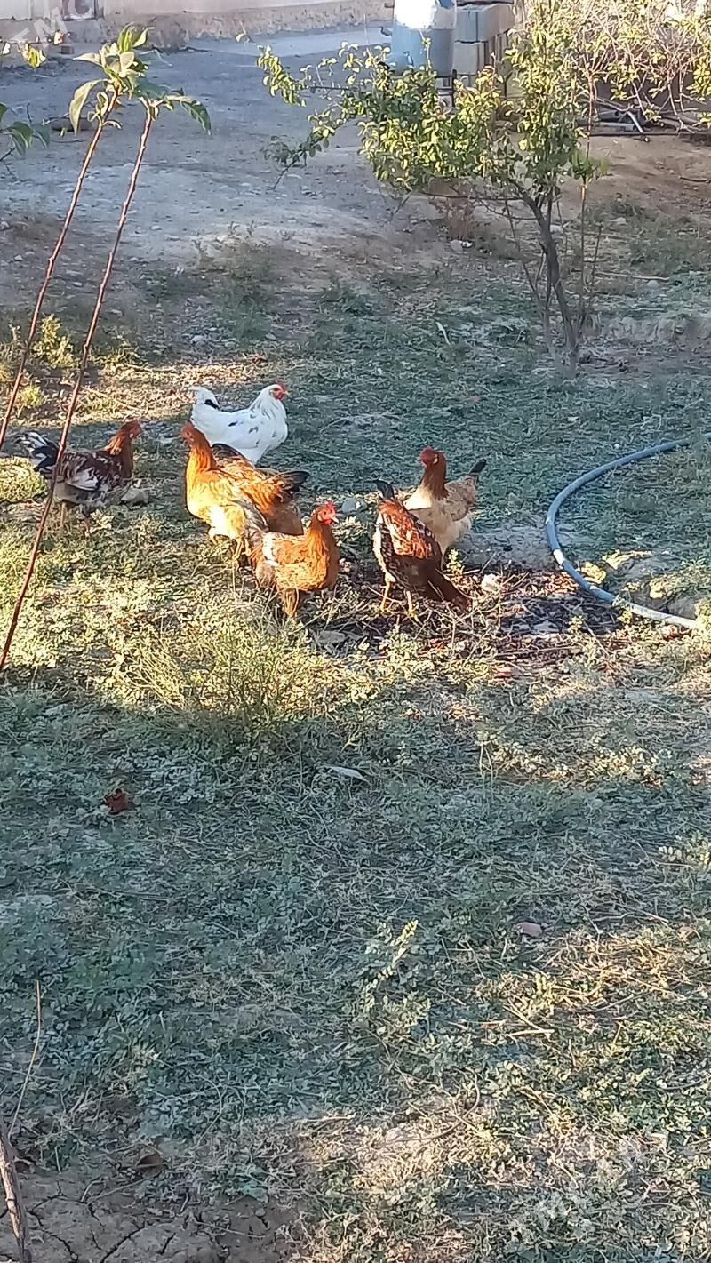 Horazlar - Кака - img 2