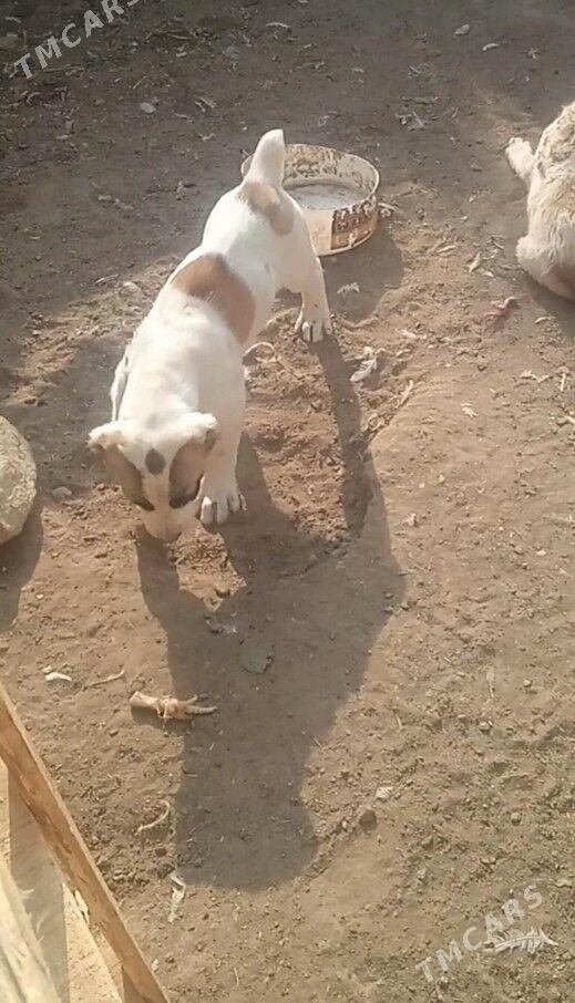 alaway - Ашхабад - img 3