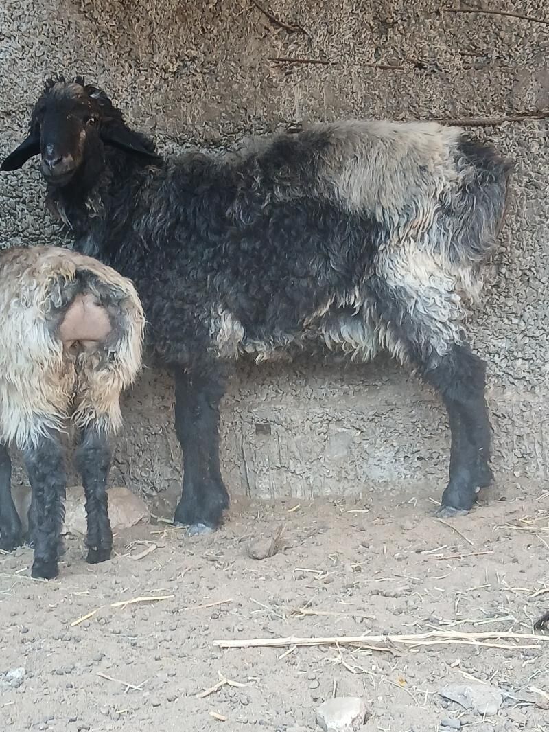 goyun - Гёкдже - img 4