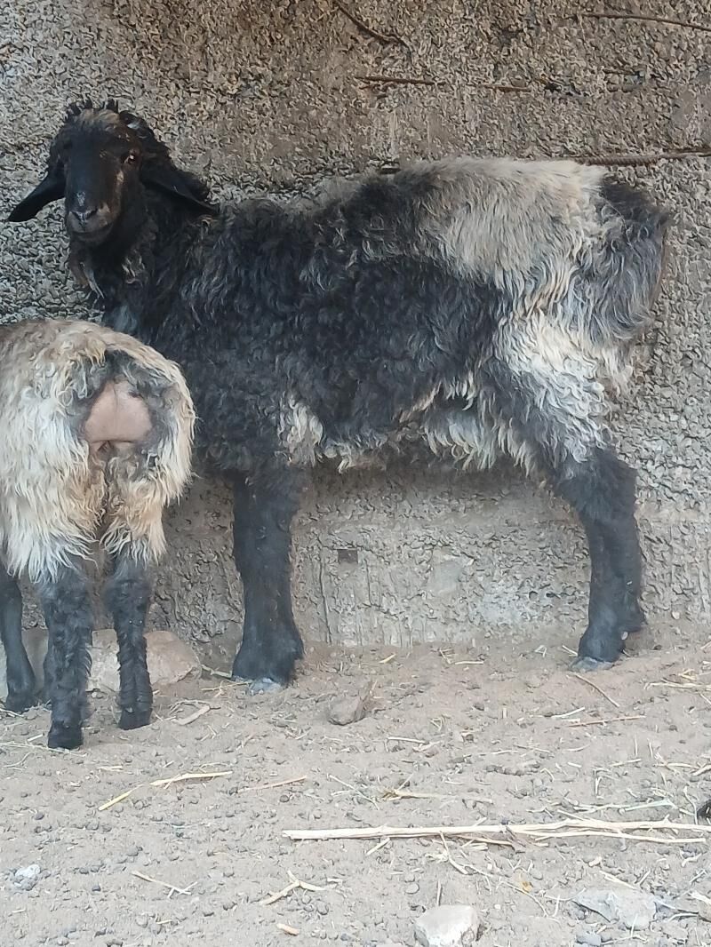 goyun - Гёкдже - img 5