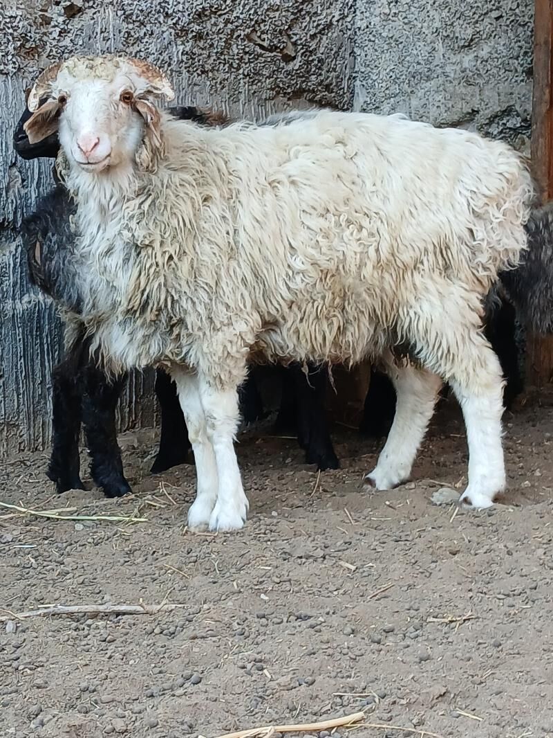 goyun - Гёкдже - img 7