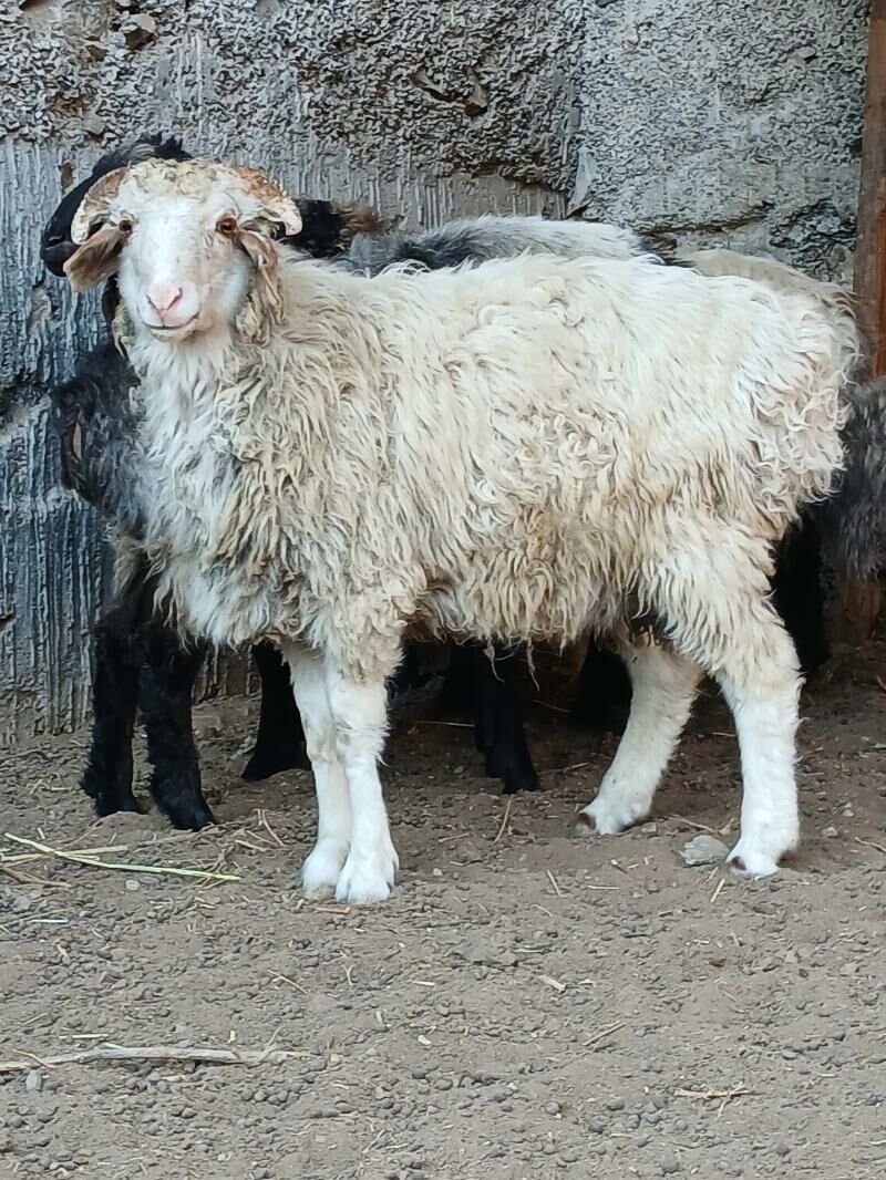 goyun - Гёкдже - img 6