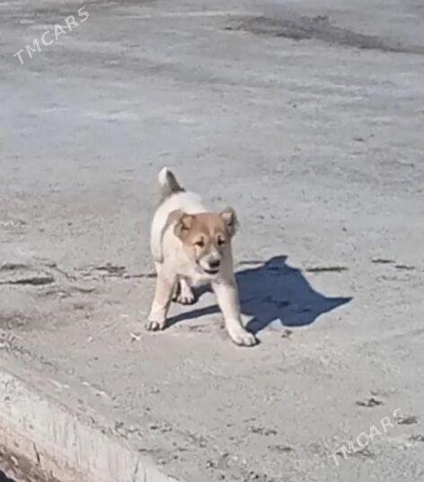 alaway - Ашхабад - img 3