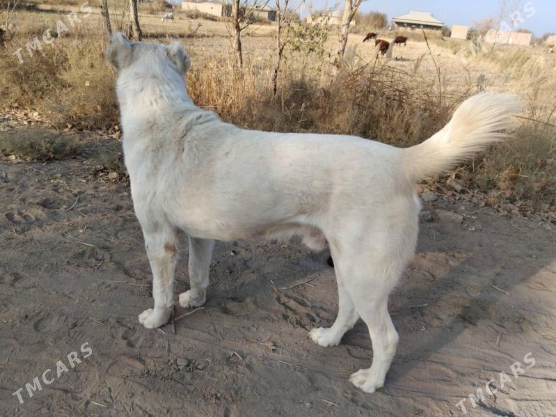 akbay - Şabat etr. - img 2