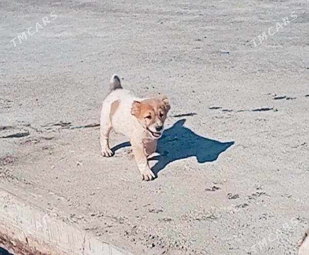 alaway - Ашхабад - img 1