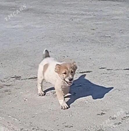 alaway - Ашхабад - img 2