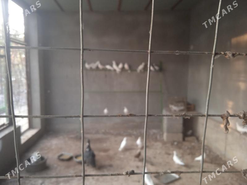 Kepderi - Gökdepe - img 4