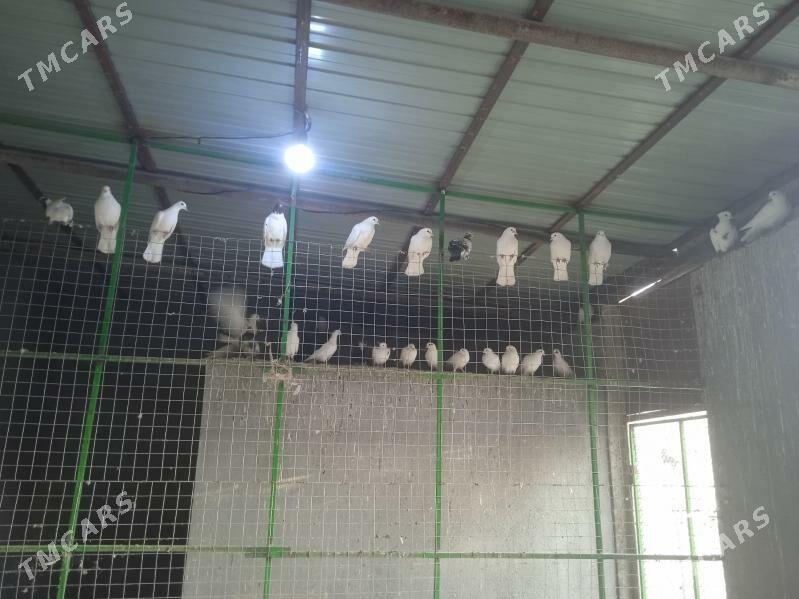 Kepderi - Gökdepe - img 3