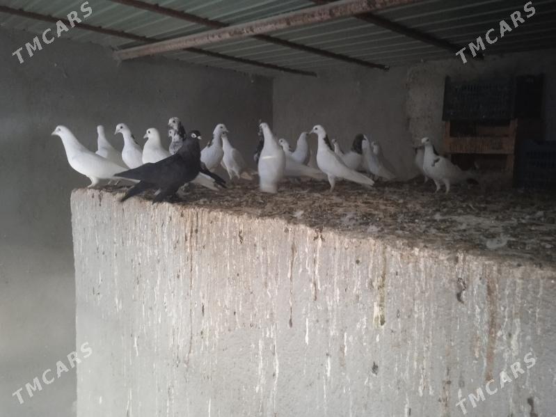 Kepderi - Gökdepe - img 2