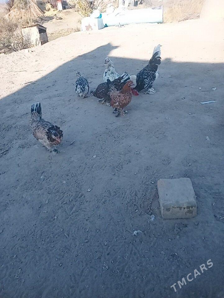 карликлер - Farap - img 6