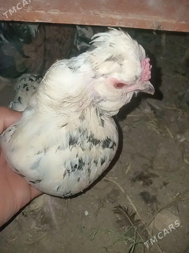 карликлер - Farap - img 2