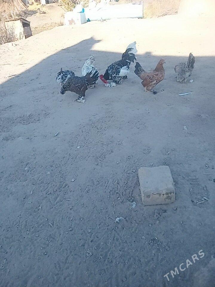 карликлер - Farap - img 5