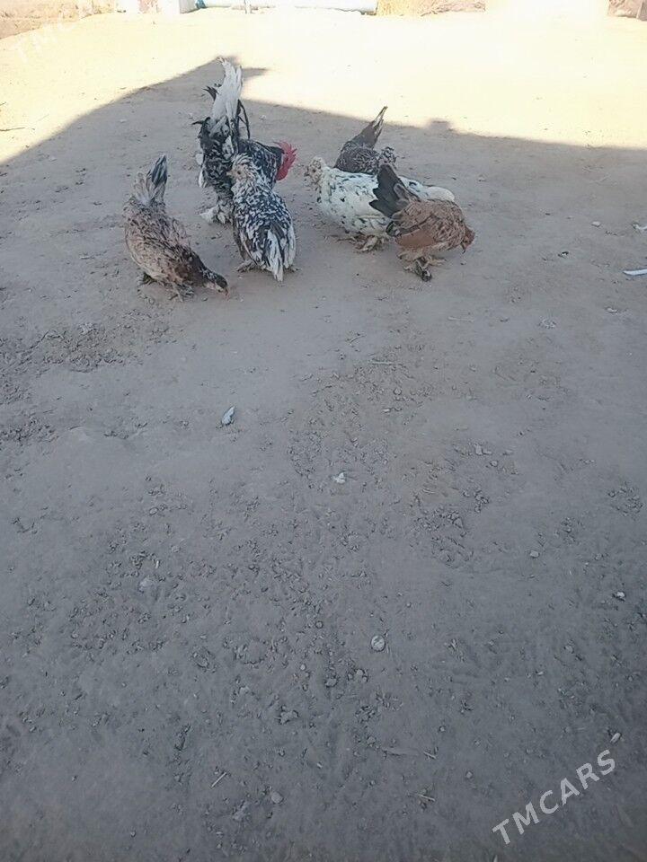 карликлер - Farap - img 7