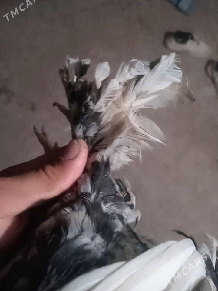 карликлер - Farap - img 3