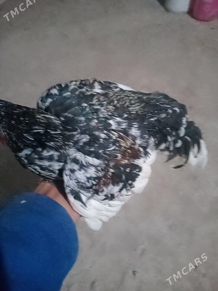 карликлер - Farap - img 4