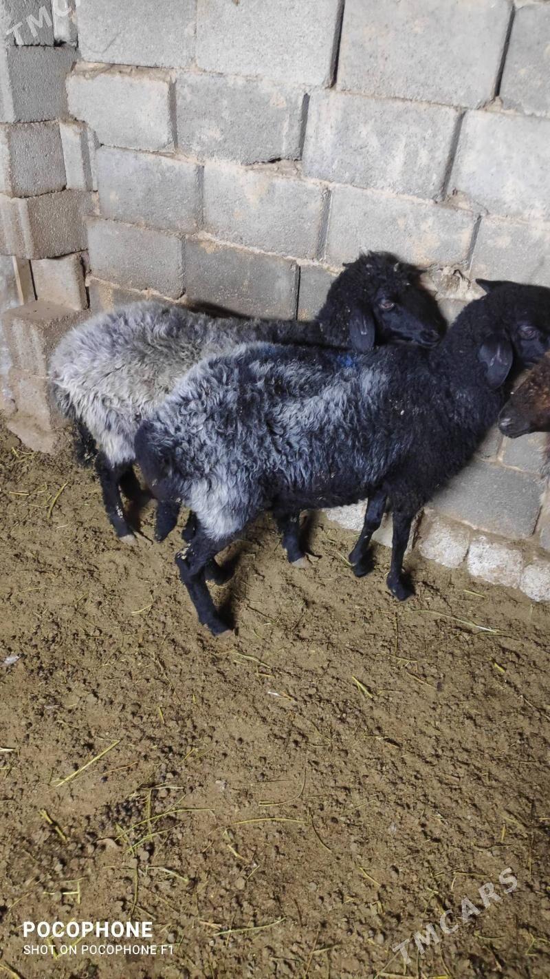 Garakol goyun - Хитровка - img 5