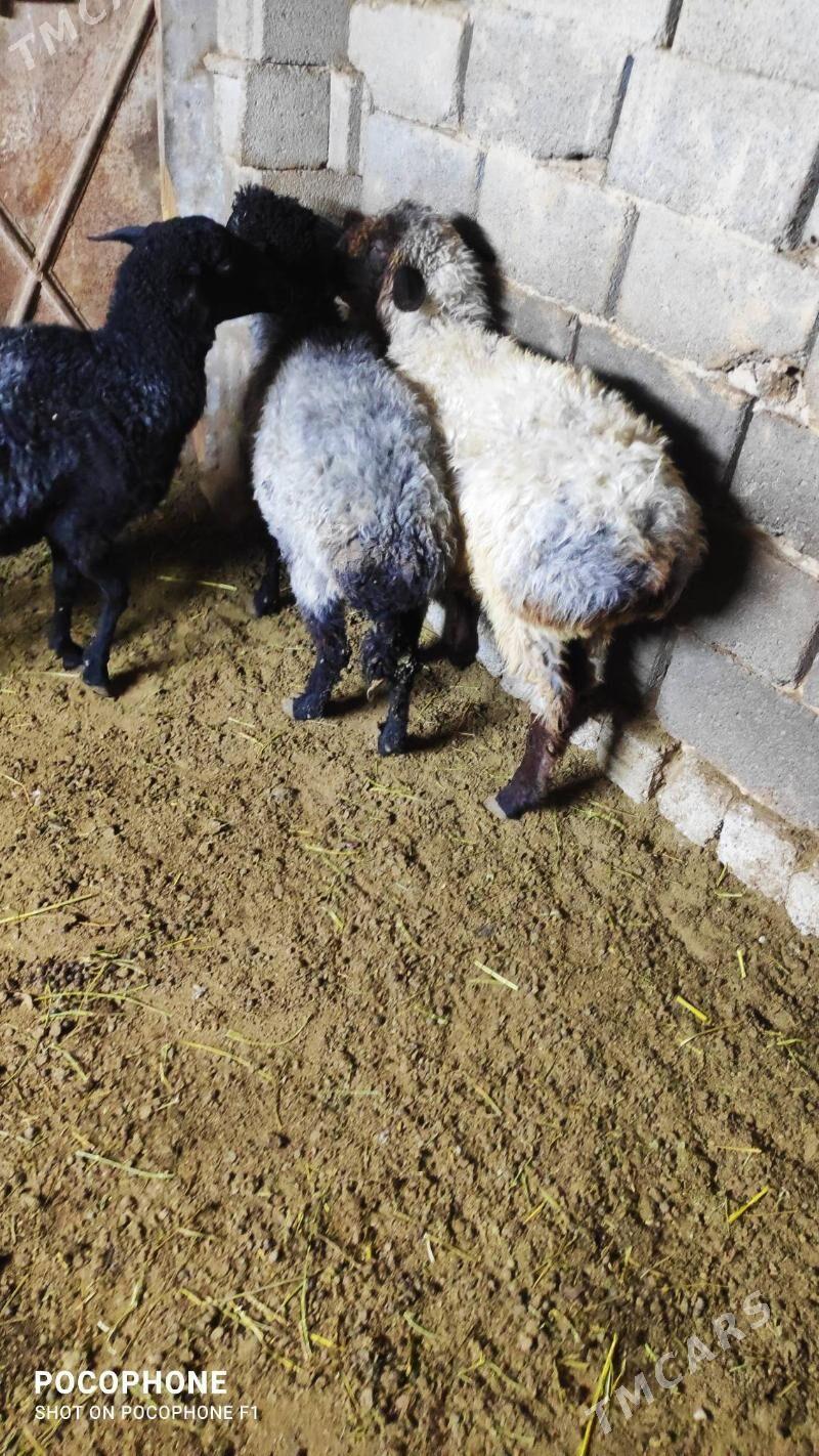 Garakol goyun - Хитровка - img 2