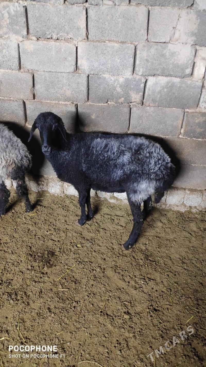 Garakol goyun - Хитровка - img 4