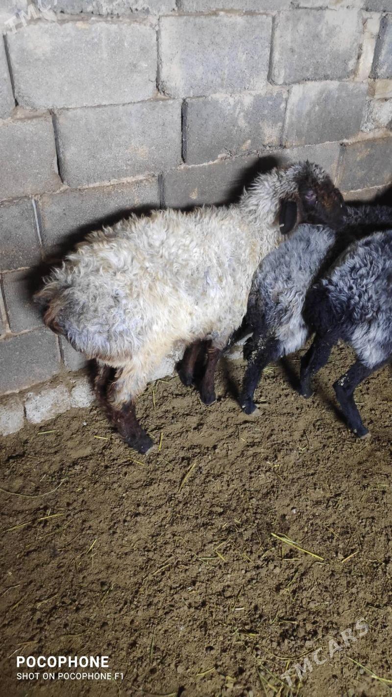 Garakol goyun - Хитровка - img 1