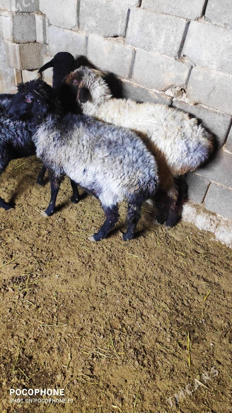 Garakol goyun - Хитровка - img 3