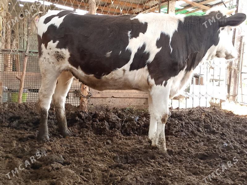 ala okuz tuwe - Ашхабад - img 4