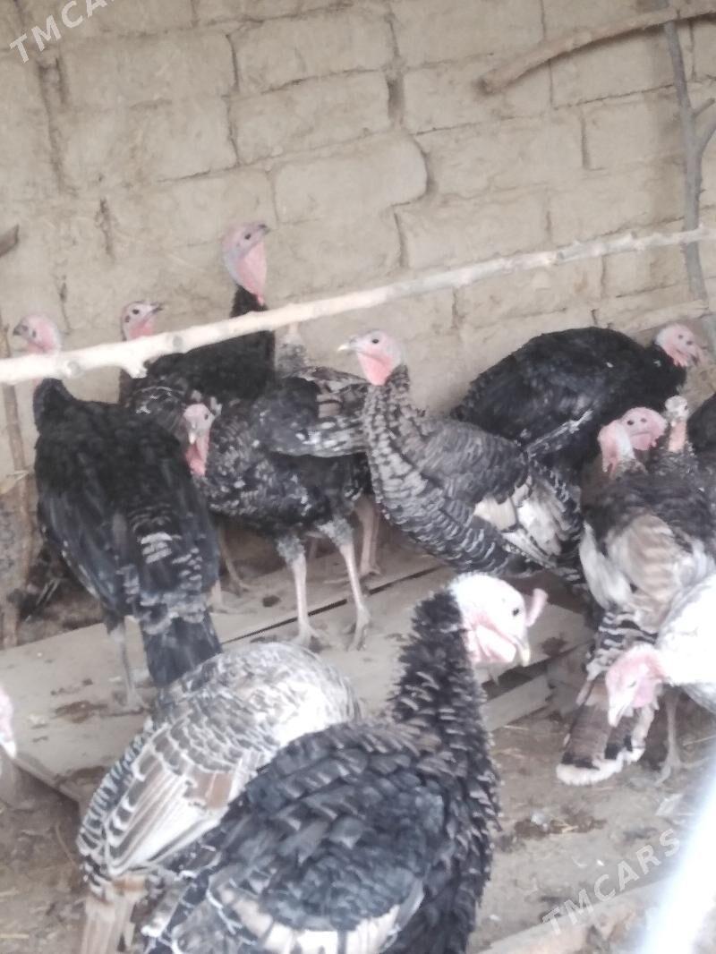 induk horaz - Kaka - img 5