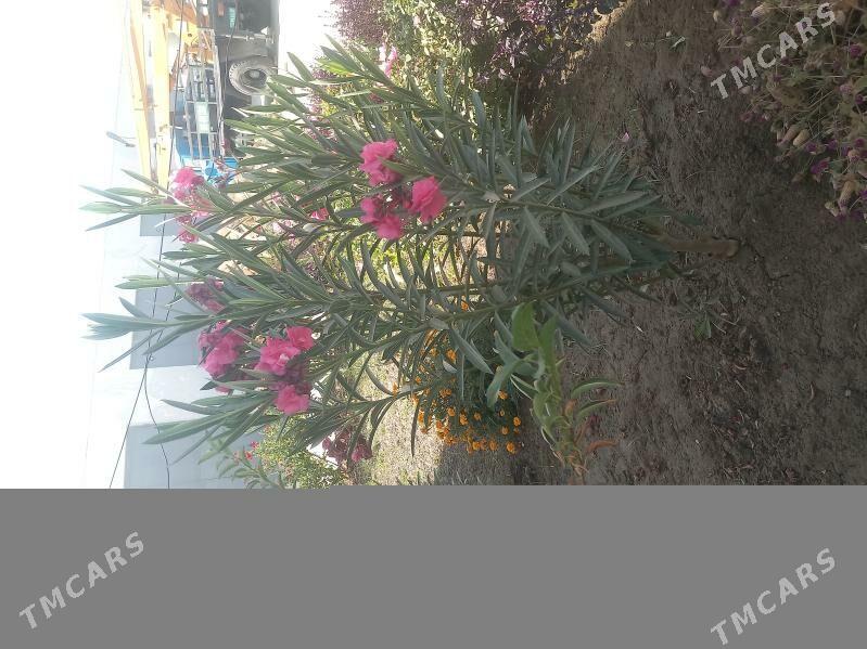 Alýandra güli - Койтендаг - img 2