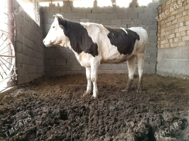 ala okuz tuwe - Ашхабад - img 1