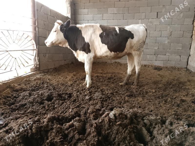 ala okuz tuwe - Ашхабад - img 5