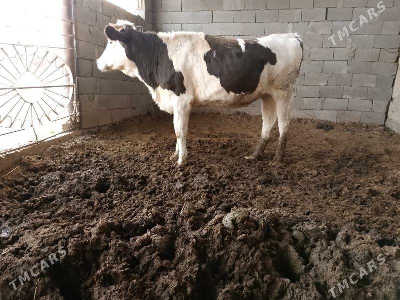 ala okuz tuwe - Ашхабад - img 7