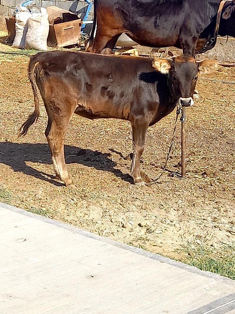 ARASSA ŞIVES TÜWE - Gökdepe - img 2