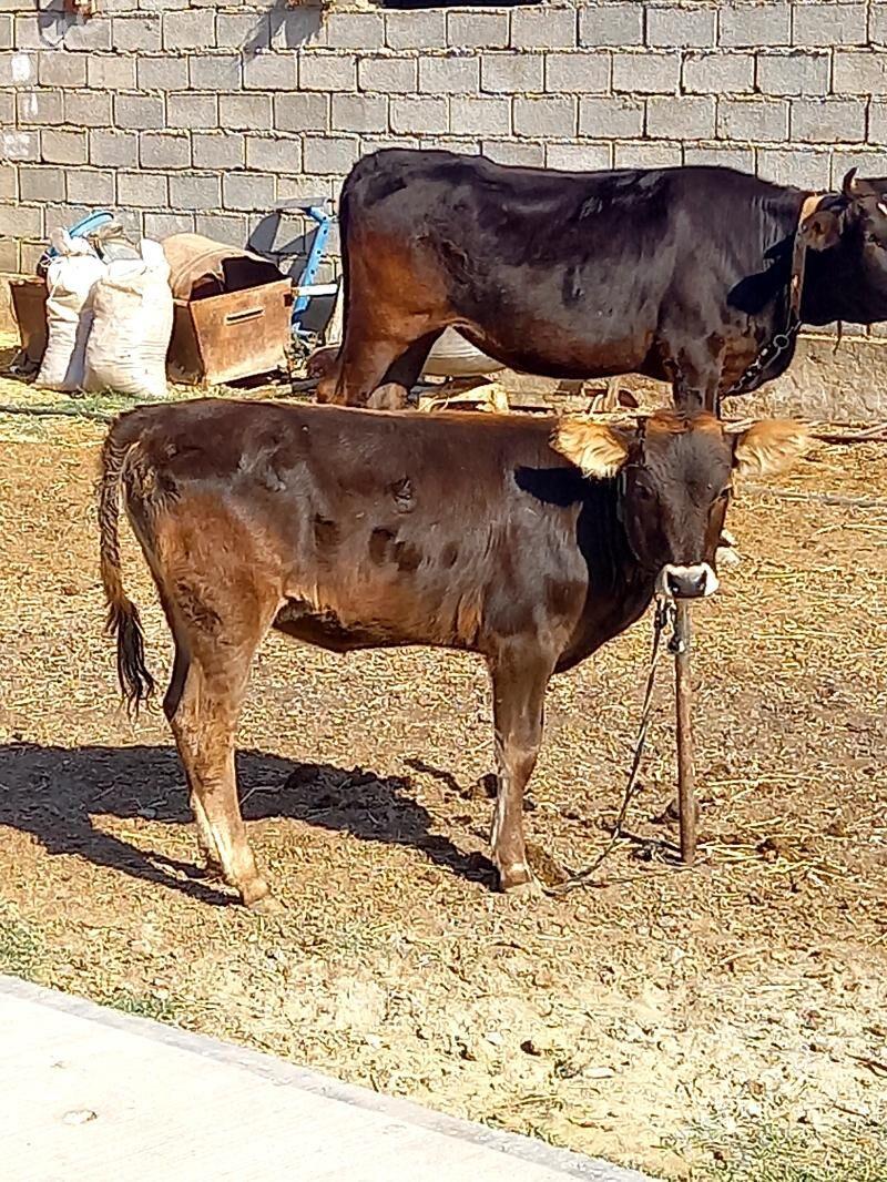 ARASSA ŞIVES TÜWE - Gökdepe - img 3