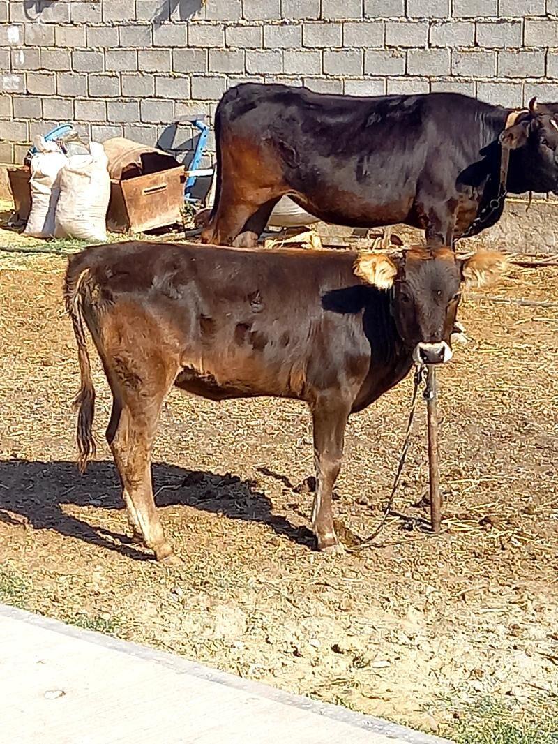 ARASSA ŞIVES TÜWE - Gökdepe - img 1