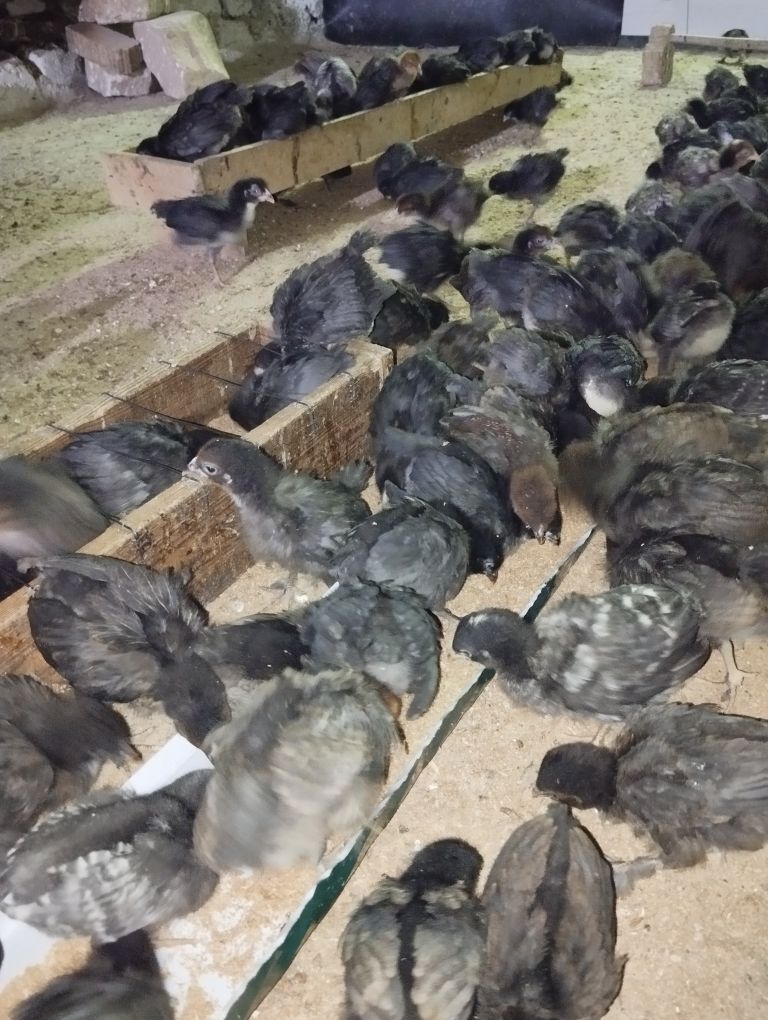 towuk jüje - Гёкдже - img 7