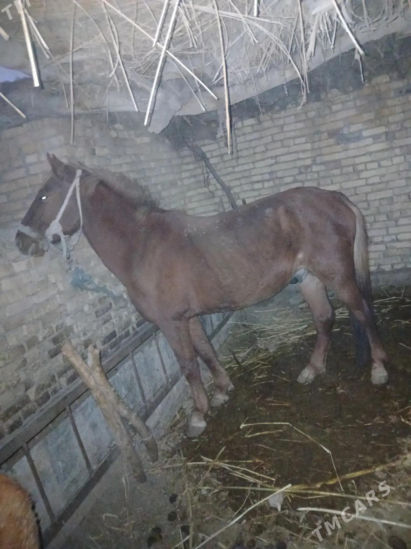 at - Фарап - img 2