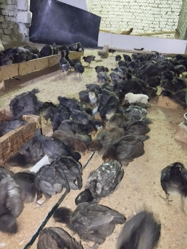 towuk jüje - Гёкдже - img 8