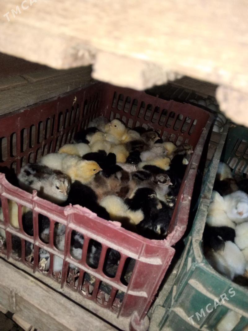 gigant jüje - Murgap - img 7