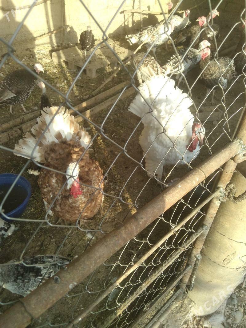 induk horaz - Kaka - img 3