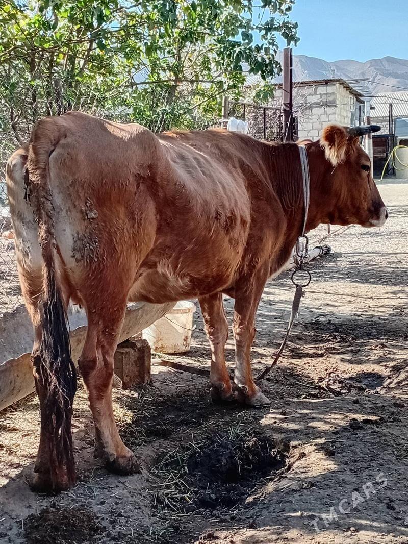 sygyr we tuwe - Gyzylarbat - img 4