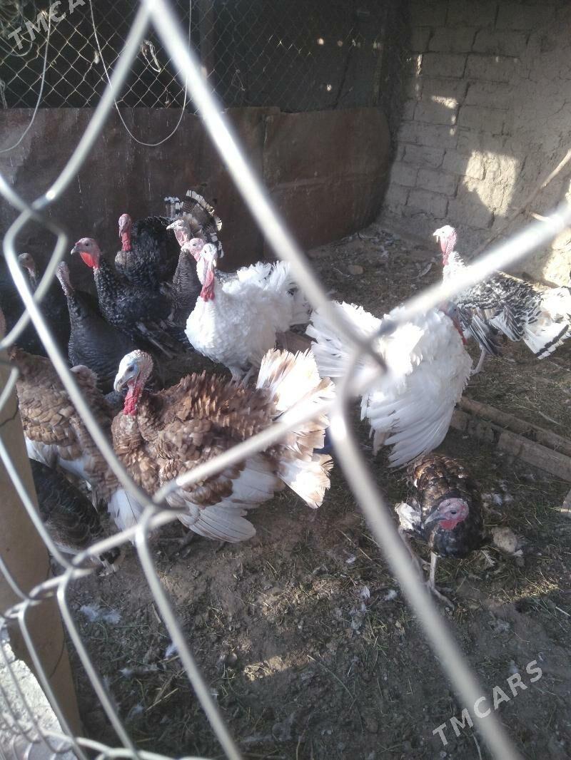 induk horaz - Kaka - img 2