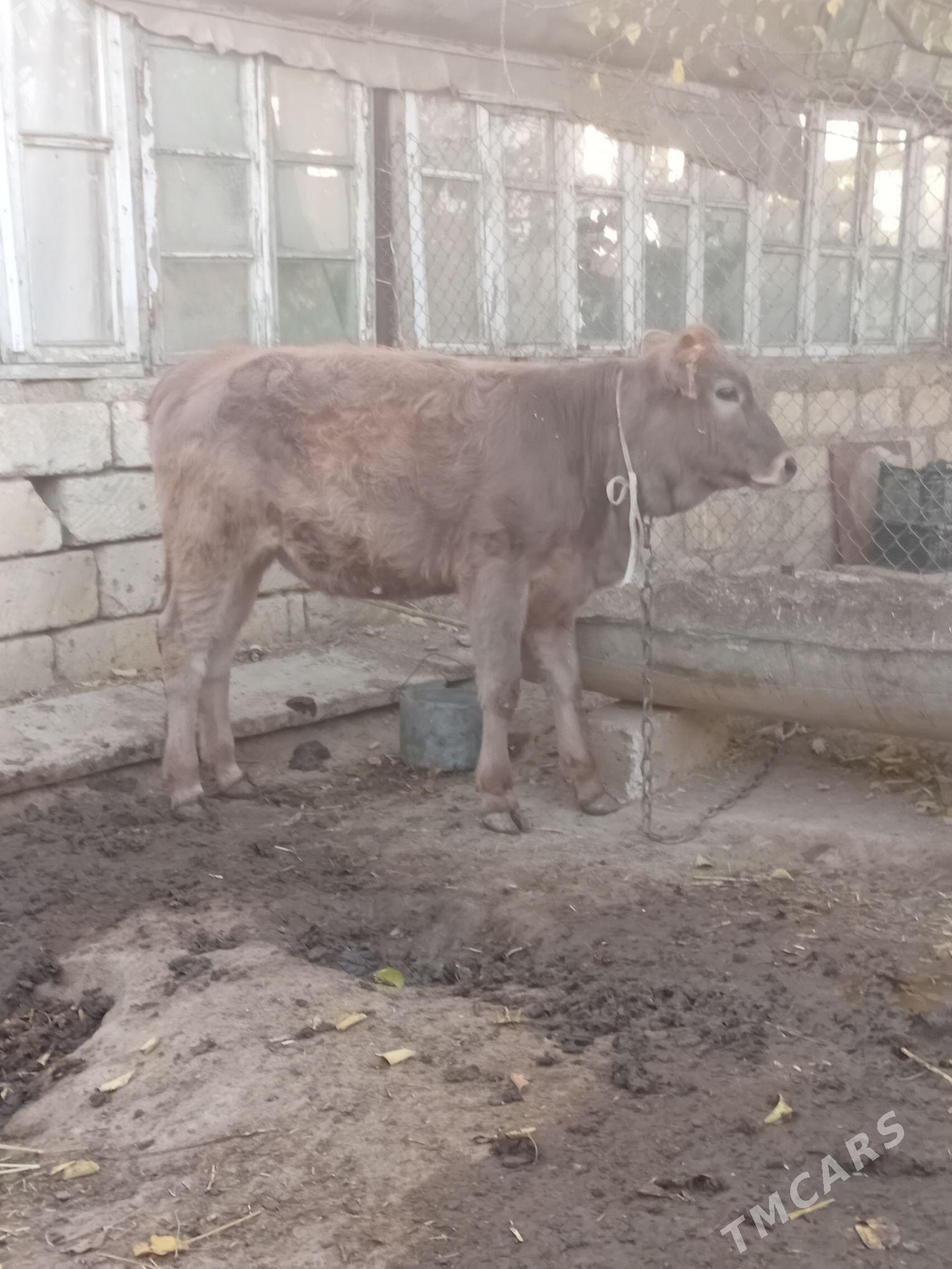 sygyr we tuwe - Gyzylarbat - img 2