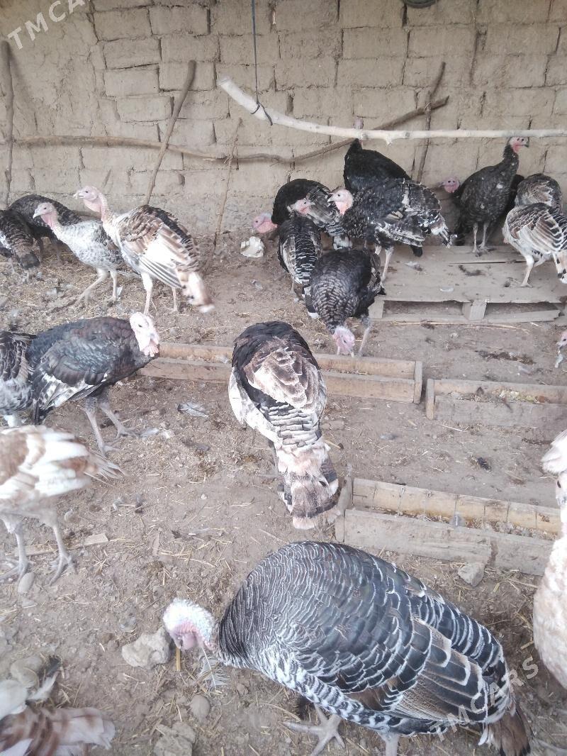 induk horaz - Kaka - img 4