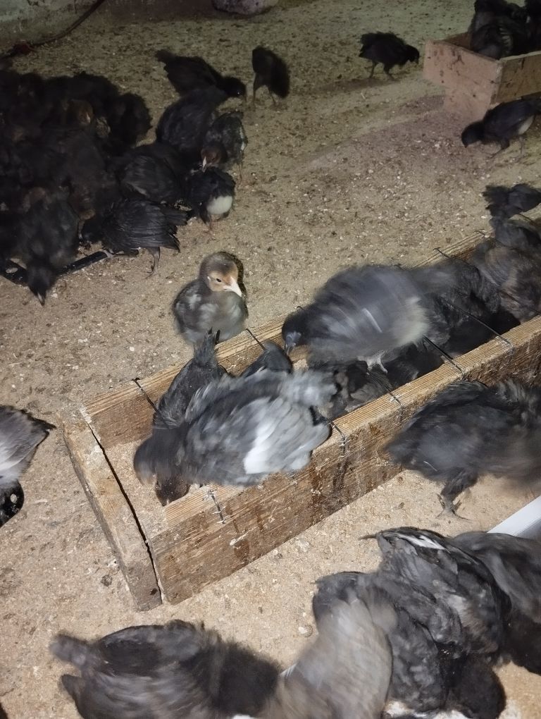 jüje - Гёкдже - img 5