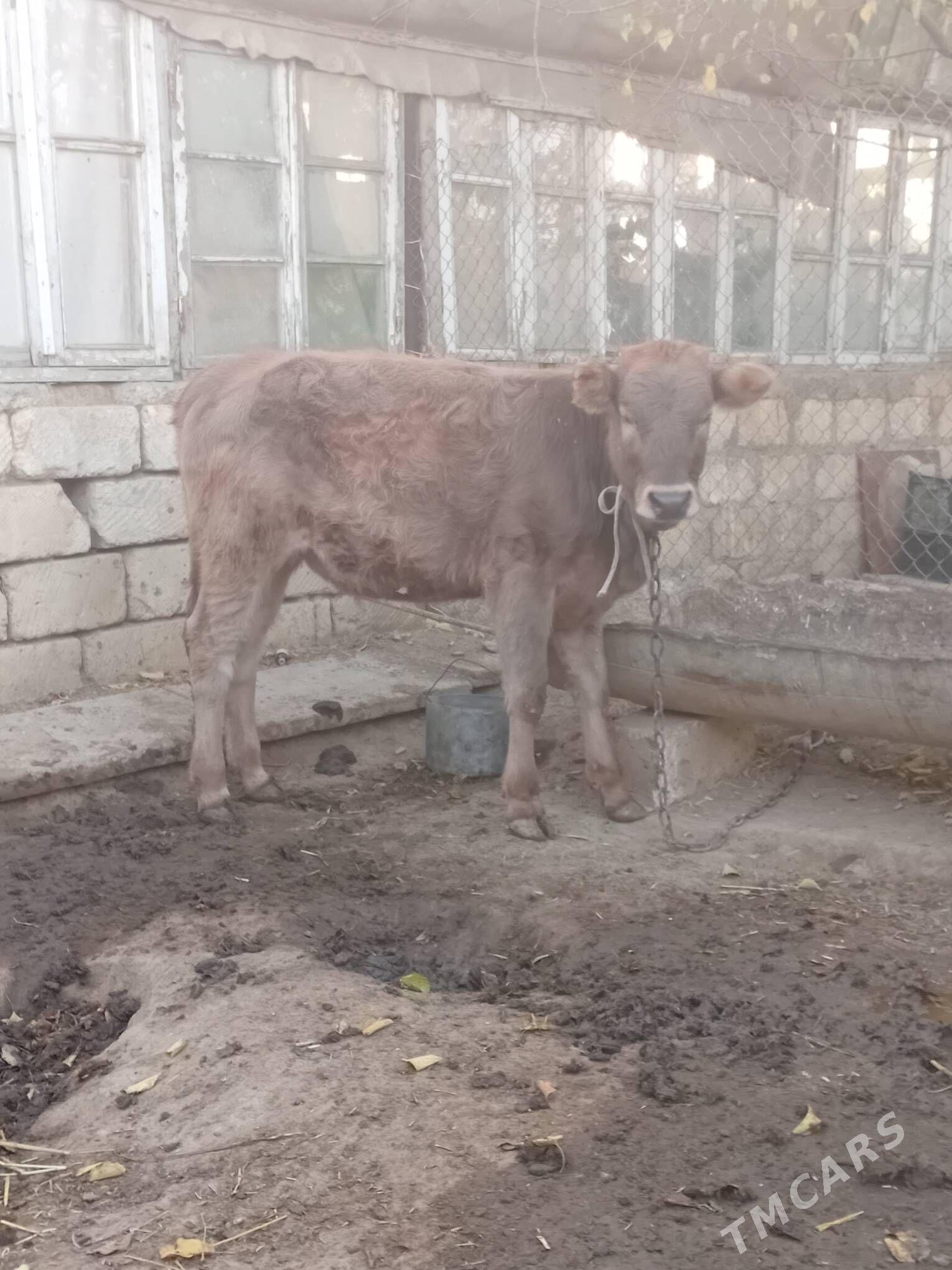 sygyr we tuwe - Gyzylarbat - img 5