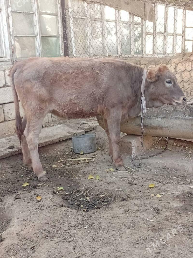 sygyr we tuwe - Gyzylarbat - img 3