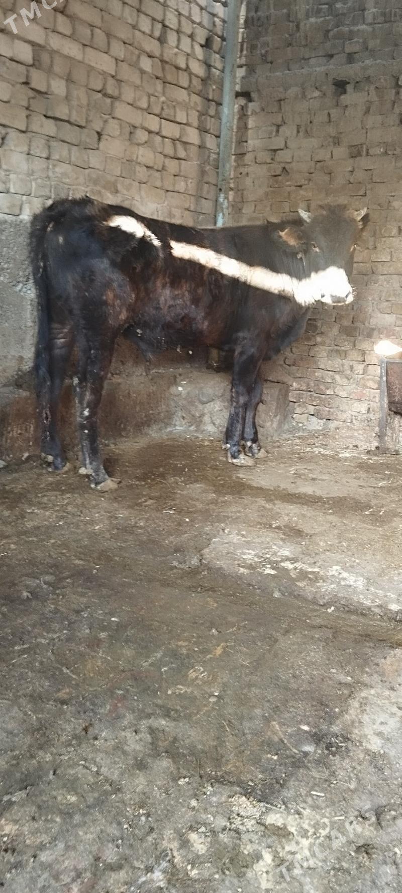 okuz - Ашхабад - img 2